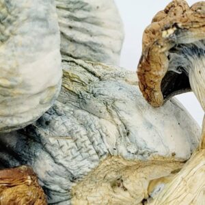 Gold Member - Image 3