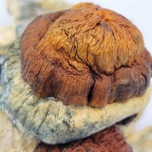 Blue Pulaski - Image 3