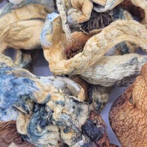 Golden Teacher - Image 3