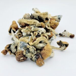 Golden Teacher - Image 2